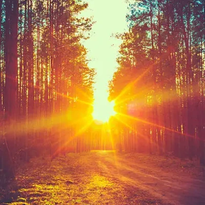 bright sunlit path