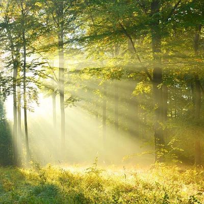 bright sunlit meadow